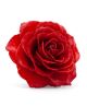 Real Rose Brooch